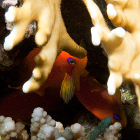 Jewel fairy basslet (Pseudanthias squamipinnis)  behind fire coral