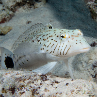 Speckled sandperch (Parapecis hexophthalama)