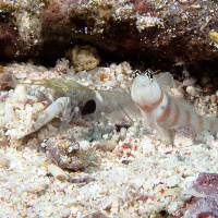 Steinitz shrimpgoby (Amblyeleotoris steinitzi)