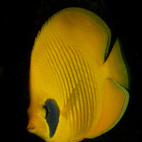 Masked butterflyfish (Chaetodon semilarvatus)