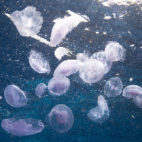 Moon jellyfish (Aurelia)