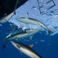 Silky Sharks under the boat