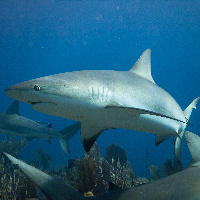 Ceribbean Sharks