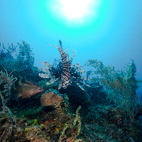 Caribbean Lion fish