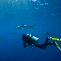 Diving with Silky Sharks