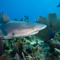 Ceribbean Shark