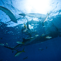 Silky Sharks under the boat