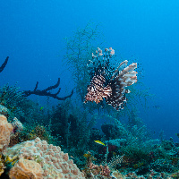 Caribbean Lion fish