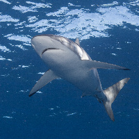 Silky shark