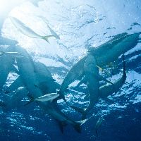 Silky shark soup