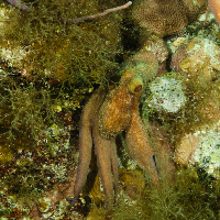 Caribbean Octopus