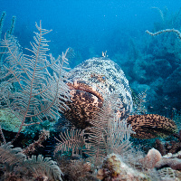 Malabar grouper (Epinephelus malabaricus)