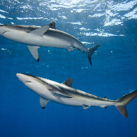 Silky sharks