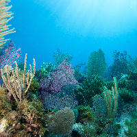 Caribbean reef