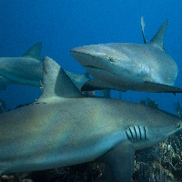 Ceribbean Shark close up