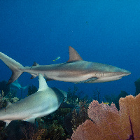 Caribbean Sharks (Carcharhinus perezii)