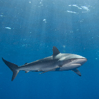 Silky shark