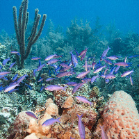 Caribbean reef