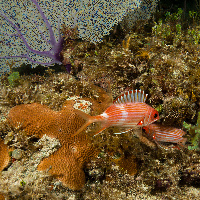 Caribbean reef, Hickson's fan coral (Subergorgia hicksoni)