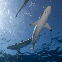 Silky sharks, (Carcharhinus falciformis)