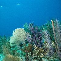 Caribbean coral reef