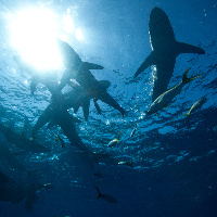 Silky sharks, (Carcharhinus falciformis)