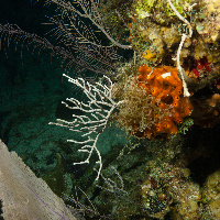 Night dive in Caribbean