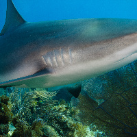 Caribbean Sharks (Carcharhinus perezii)