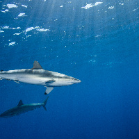 Silky sharks, (Carcharhinus falciformis)