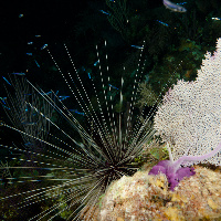 Black Longspine Urchin (Diadema setosum), night