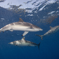 Silky sharks, (Carcharhinus falciformis)