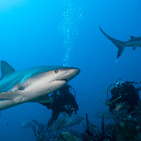 Observing Caribbean Sharks