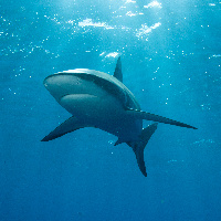 Caribbean Sharks (Carcharhinus perezii)