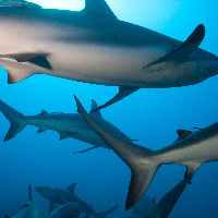 Caribbean Sharks (Carcharhinus perezii)