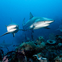 Caribbean Sharks (Carcharhinus perezii)