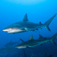 Caribbean Sharks (Carcharhinus perezii)