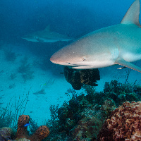 Caribbean Sharks (Carcharhinus perezii)