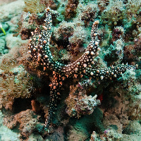 Thorny sea star (Fromia nodosa)