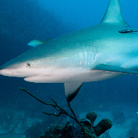 Caribbean Shark (Carcharhinus perezii)