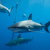Caribbean Sharks (Carcharhinus perezii)