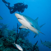 Diving with Caribbeann Sharks