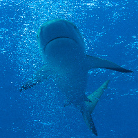 Caribbean Shark (Carcharhinus perezii) in bubbles