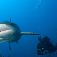 filming Caribbean Sharks