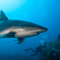 Diving with Caribbeann Sharks