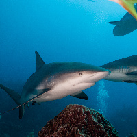 Caribbean Shark (Carcharhinus perezii)