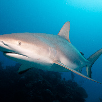 Caribbean Shark (Carcharhinus perezii)