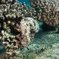 Blackmouth sea cucumber (Pearsonothuria graeffei) on Umbria wreck