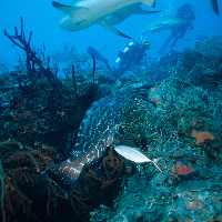 Caribbean Sharks (Carcharhinus perezii)