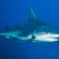 Caribbean Shark (Carcharhinus perezii)