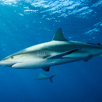 Caribbean Sharks (Carcharhinus perezii)